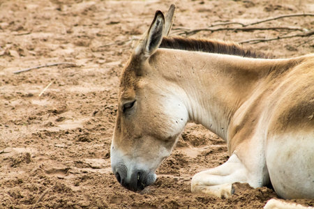 Adult Onager  Equus hemionus , lying down and grazing