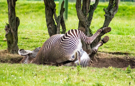 Grevy s Zebraの写真素材