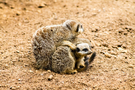 Adult Meerkat (Suricata suricatta) and cubsの写真素材