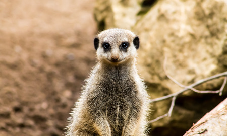 Adult Meerkat (Suricata suricatta), standing on alertの写真素材