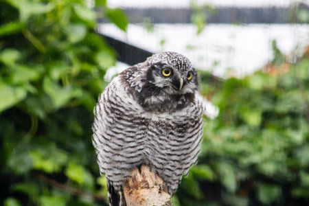 Northern Hawk Owl (Surnia ulula), sitting on a branchの写真素材