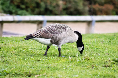 Canada Goose (Branta Canadensis), foraging food from the grassの写真素材