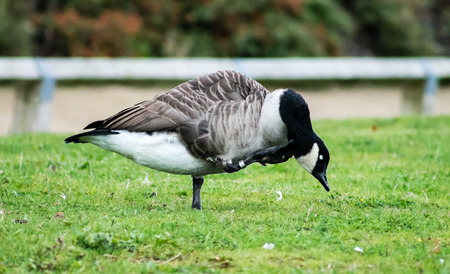 Ringed Canada Goose (Branta Canadensis), scratching itself, ring clearly visible in the footの写真素材