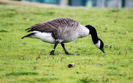 Canada Goose (Branta Canadensis), foraging food from the grassの写真素材