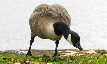 Canada Goose (Branta Canadensis), standing next to canalの写真素材