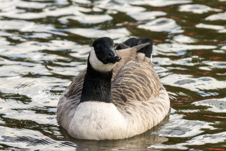 Canada Goose (Branta Canadensis), swimming in the canalの写真素材