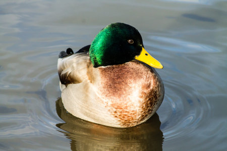 Adult Mallard Drake, swimming in the pond and preeningの写真素材