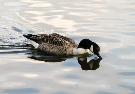 Canada Goose (Branta Canadensis), swimming in the pond. Reflection from the surfaceの写真素材