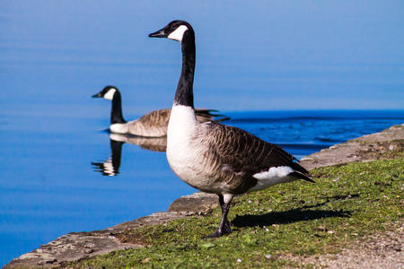 (Branta Canadensis), resting and feeding next to Ashton Canal during sunny weatherの写真素材