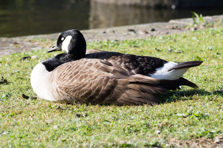 Canada Goose (Branta Canadensis), resting and feeding next to Ashton Canal during sunny weatherの写真素材