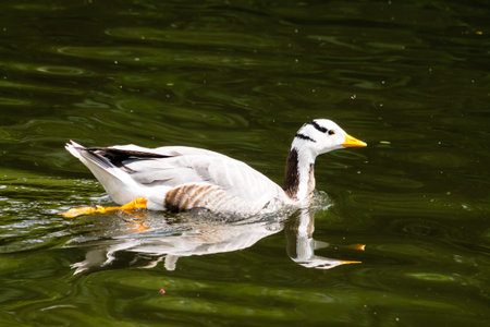 Bar-headed Goose Anser indicus, swimming in the pondの写真素材