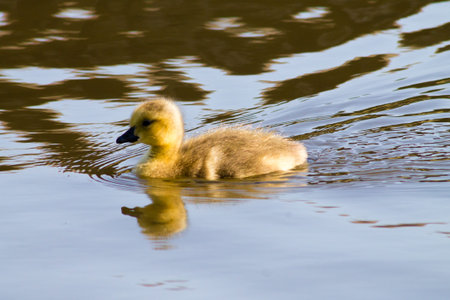 Newborn Canada Goose Branta Canadensis goslings, swimming in the waterの写真素材