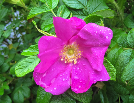 Flower of Wild Rose Rosa acicularis after rainy weather, rain drops in the blossomの写真素材