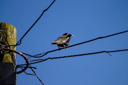 Common Starling Sturnus vulgaris sitting on a wire, sunny dayの写真素材
