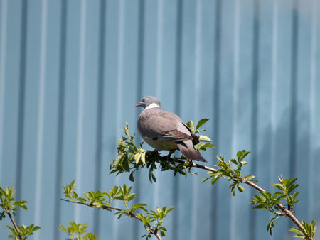 Common wood pigeon Columba palumbus sitting on a branchの写真素材