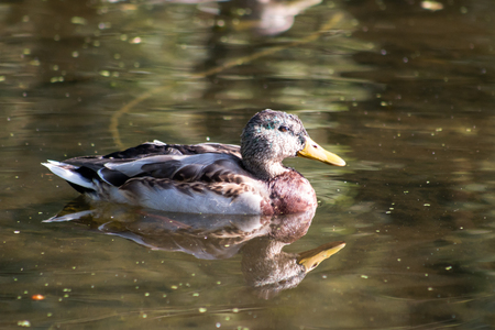 Adult female Mallard Duck swimming in the pond. Reflection from the surface.の写真素材