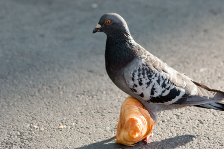 Feral Pigeon Columba livia eating a Croissant on concrete.の写真素材