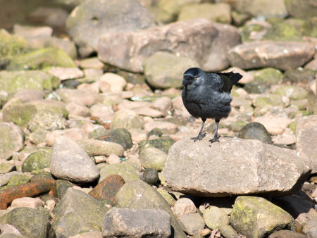 Western Jackdaw Corvus monedula standing on a rock.の写真素材