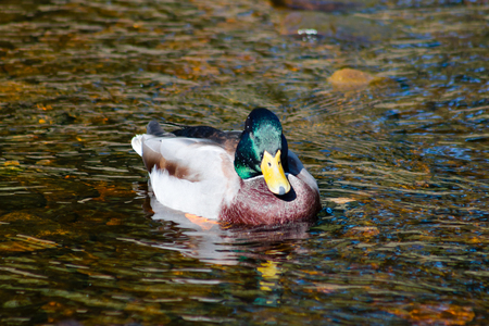 Mallard drake swimming and bathing in shallow water.の写真素材