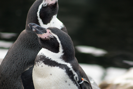 Humboldt penguin Spheniscus humboldti, also known as Peruvian penguin.の写真素材