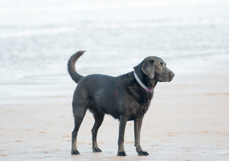 Labrador Retriever playing in the beach. Scarborough, North Yorkshire, United Kingdom.の写真素材