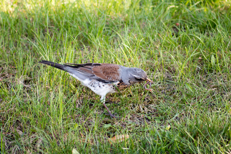 Eurasian Jay (Garrulus glandarius) hunting in a park. Helsinki, Finland.の写真素材