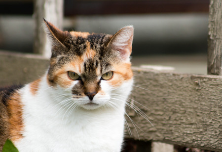 Cute multi-coloured cat.の写真素材