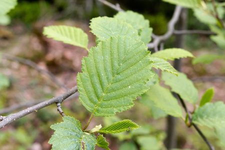 Leaves of Alder in the forest.の写真素材