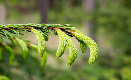 Spruce foliage in the forest.