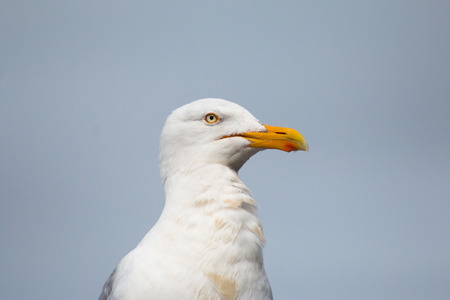 European Herring Gull (Larus argentatus).の写真素材