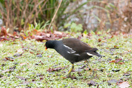 Adult Moorhen (Gallinula chloropus) walking next to a lake.の写真素材