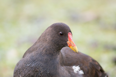 Adult Moorhen (Gallinula chloropus) walking next to a lake.の写真素材