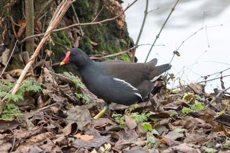 Adult Moorhen (Gallinula chloropus) walking next to a lake.の写真素材