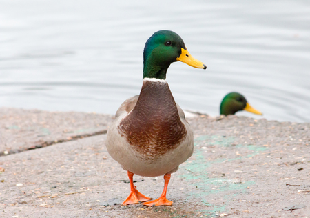 Mallard (Anas platyrhychos) drake standing and preening next to a lake.の写真素材