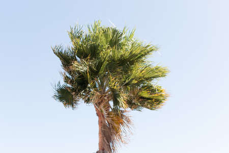 Washingtonia robusta, a palm tree native to western Sonora and Baja California Sur in northwestern Mexico.の写真素材