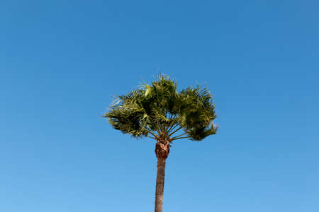 Washingtonia robusta, a palm tree native to western Sonora and Baja California Sur in northwestern Mexico.の写真素材