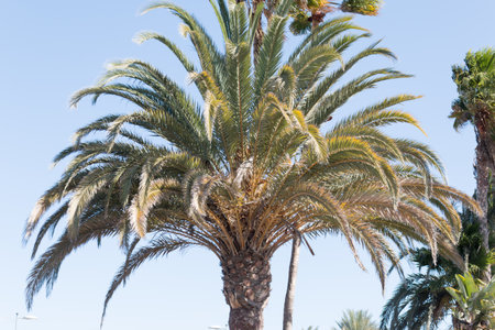 A beautiful palm tree in Playa del Ingles, Maspalomas, Gran Canaria, Spain.の写真素材