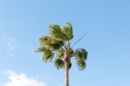 A beautiful palm tree in Playa del Ingles, Maspalomas, Gran Canaria, Spain.の写真素材