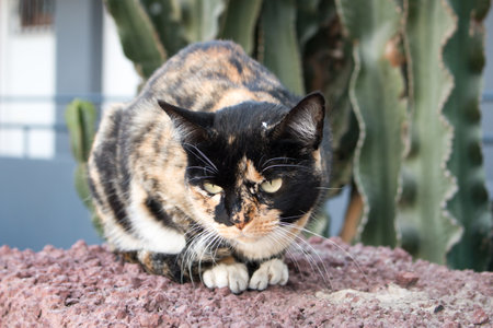 A street cat in Playa del Ingles, Gran Canaria, Spain.の写真素材