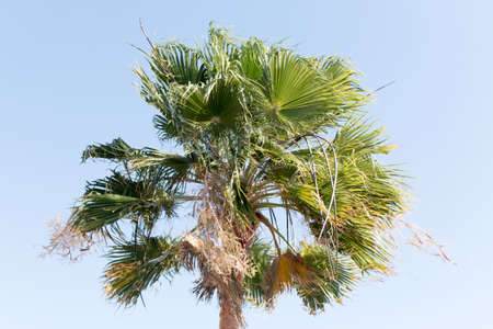 Washingtonia robusta, a palm tree native to western Sonora and Baja California Sur in northwestern Mexico.の写真素材