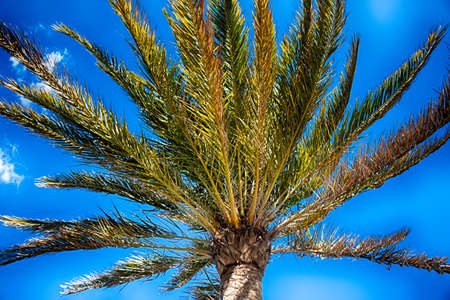 A beautiful palm tree in Playa del Ingles, Maspalomas, Gran Canaria, Spain.の写真素材
