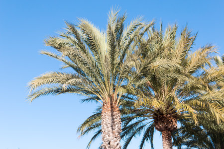 A beautiful palm tree in Playa del Ingles, Maspalomas, Gran Canaria, Spain.の写真素材
