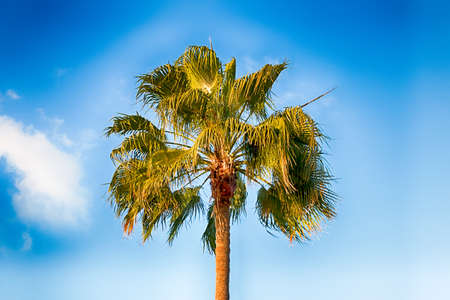 A beautiful palm tree in Playa del Ingles, Maspalomas, Gran Canaria, Spain.の写真素材
