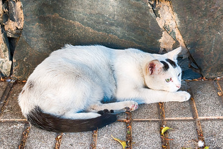A street cat in Playa del Ingles, Gran Canaria, Spain.の写真素材