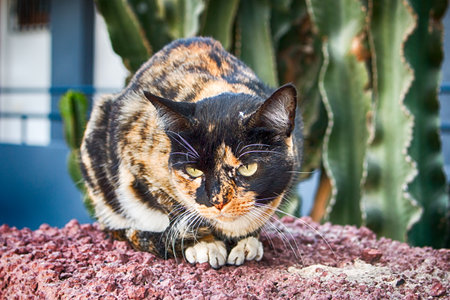 A street cat in Playa del Ingles, Gran Canaria, Spain.の写真素材