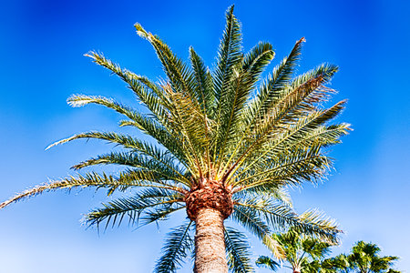 A beautiful palm tree in Playa del Ingles, Maspalomas, Gran Canaria, Spain.の写真素材
