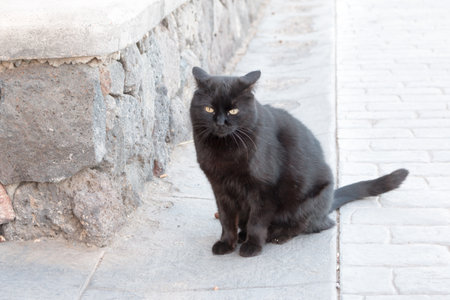 A street cat in Playa del Ingles, Gran Canaria, Spain.の写真素材