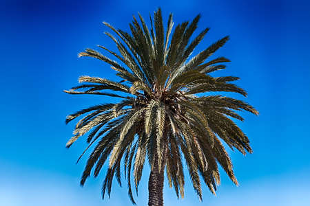 A beautiful palm tree in Playa del Ingles, Maspalomas, Gran Canaria, Spain.の写真素材