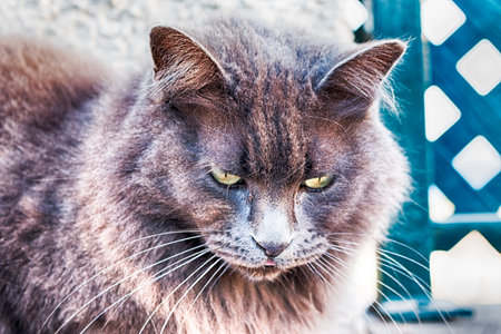 A street cat in Playa del Ingles, Gran Canaria, Spain.の写真素材