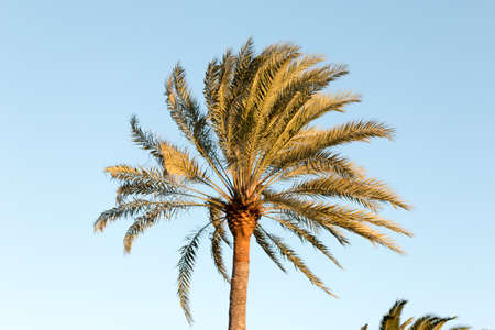A beautiful palm tree in Playa del Ingles, Maspalomas, Gran Canaria, Spain.の写真素材
